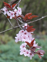 Load image into Gallery viewer, Cherry plum flower hoop suncatcher
