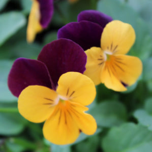Pansies hoop suncatcher