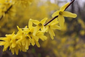 Forsythia suncatcher